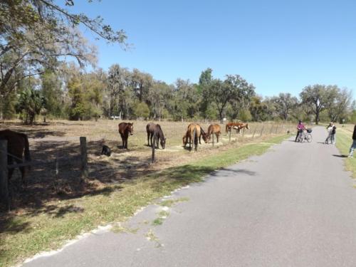Horses on Brooksville Good Neighbor Trail