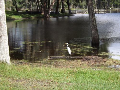 632_ibis in lake
